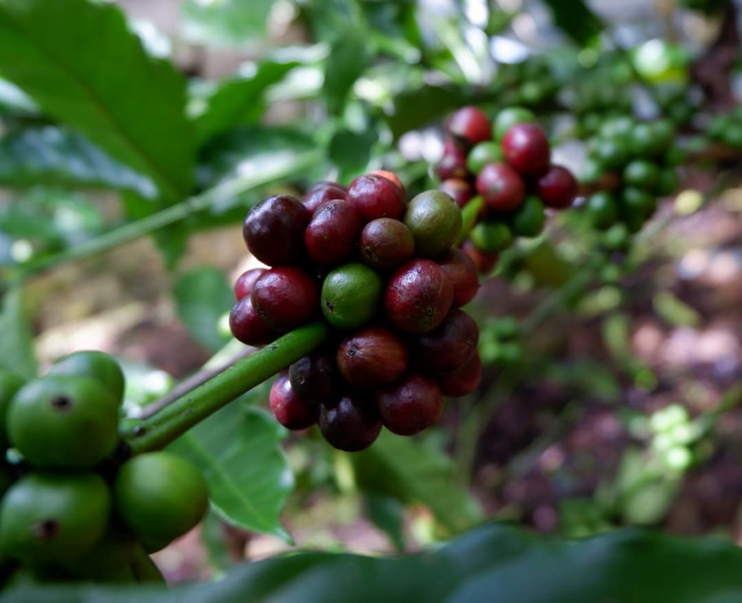 Robusta Screen 18