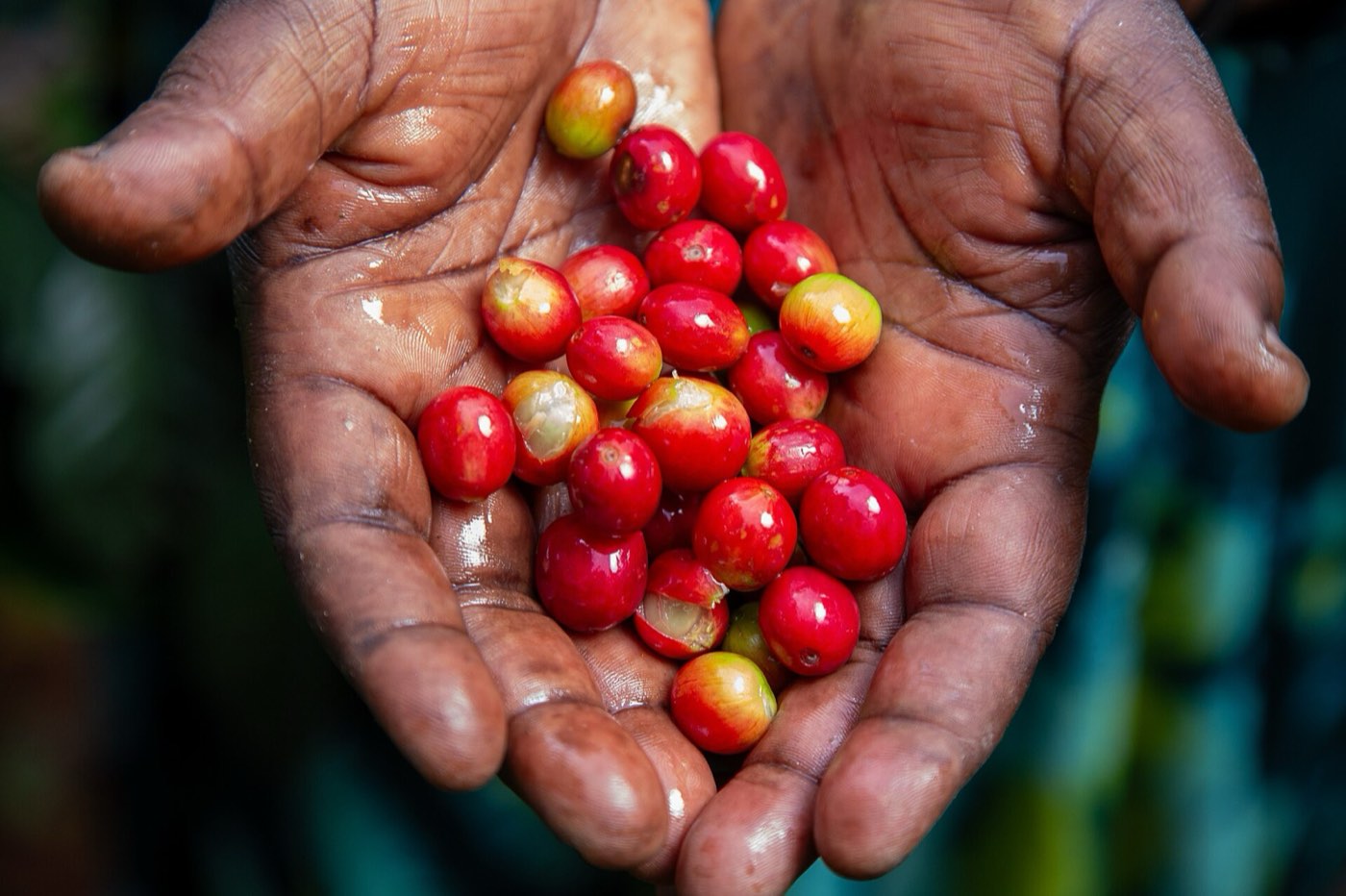 Ugandan coffee farmer harvesting coffee