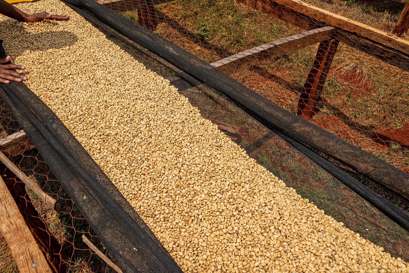 Coffee beans drying on raised beds