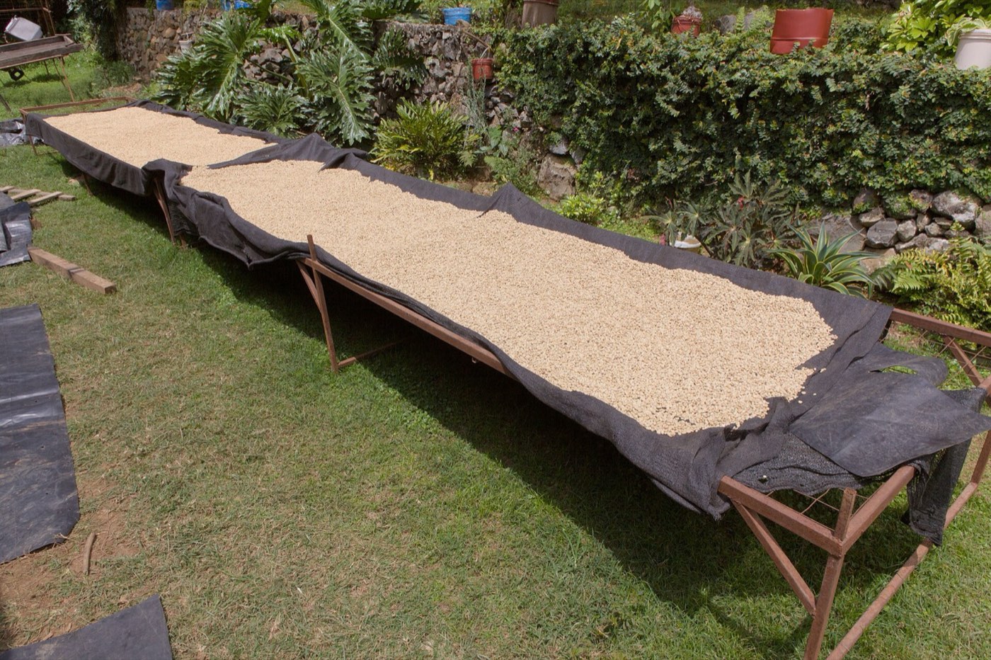 Drugar & Arabica Triage