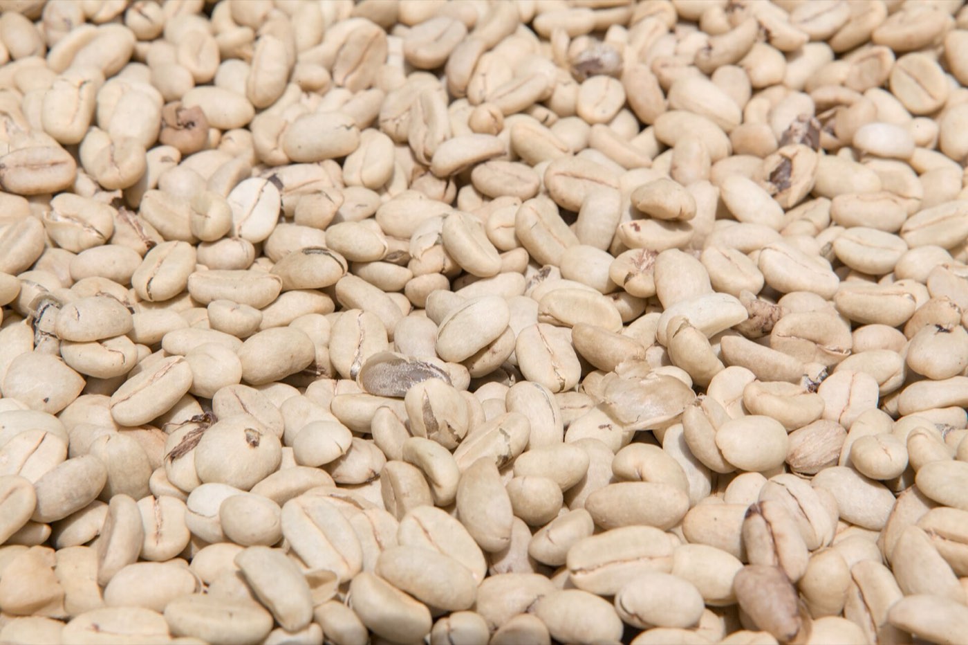 Robusta Screen 15