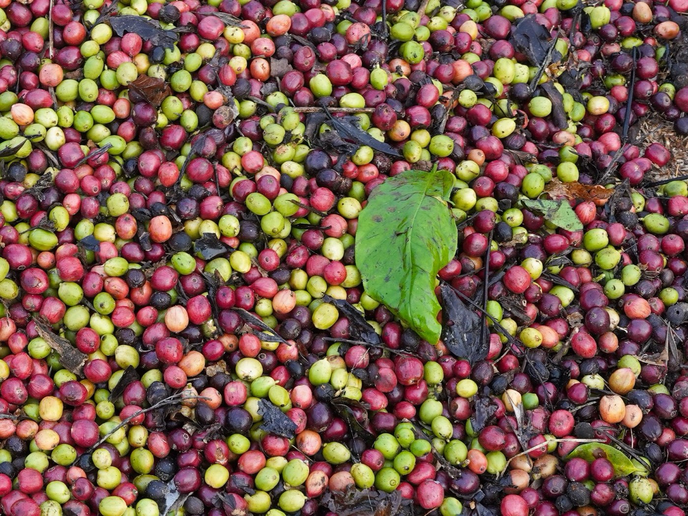 Robusta BHP