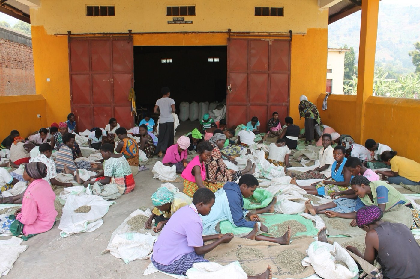Sorting parchment coffee in the Rwenzori region