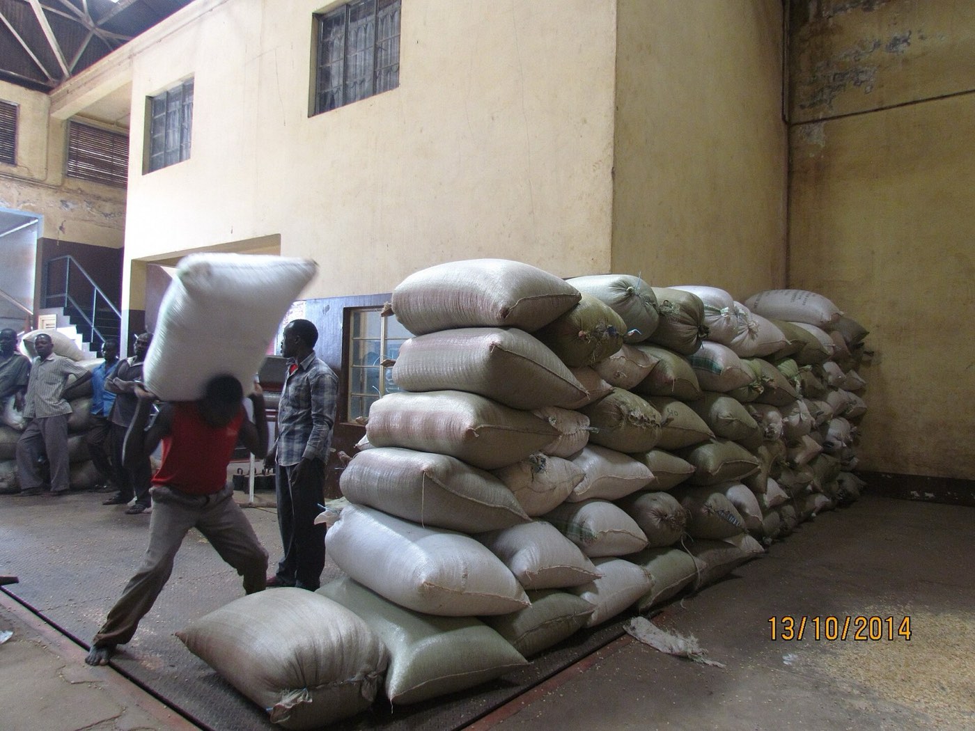 Sacks of Ugandan green coffee