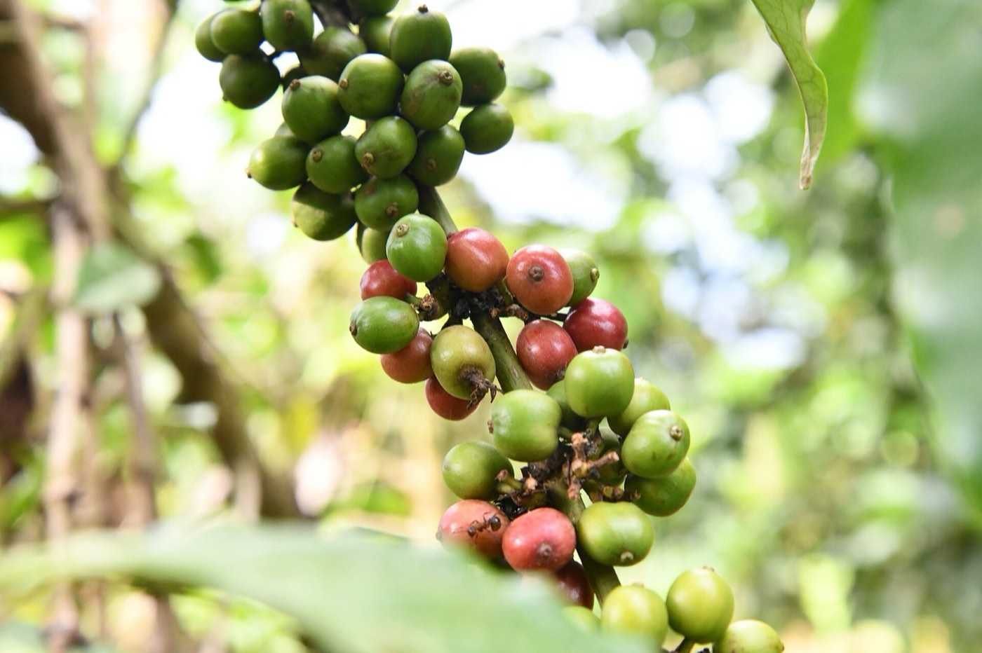 Bugisu Arabica