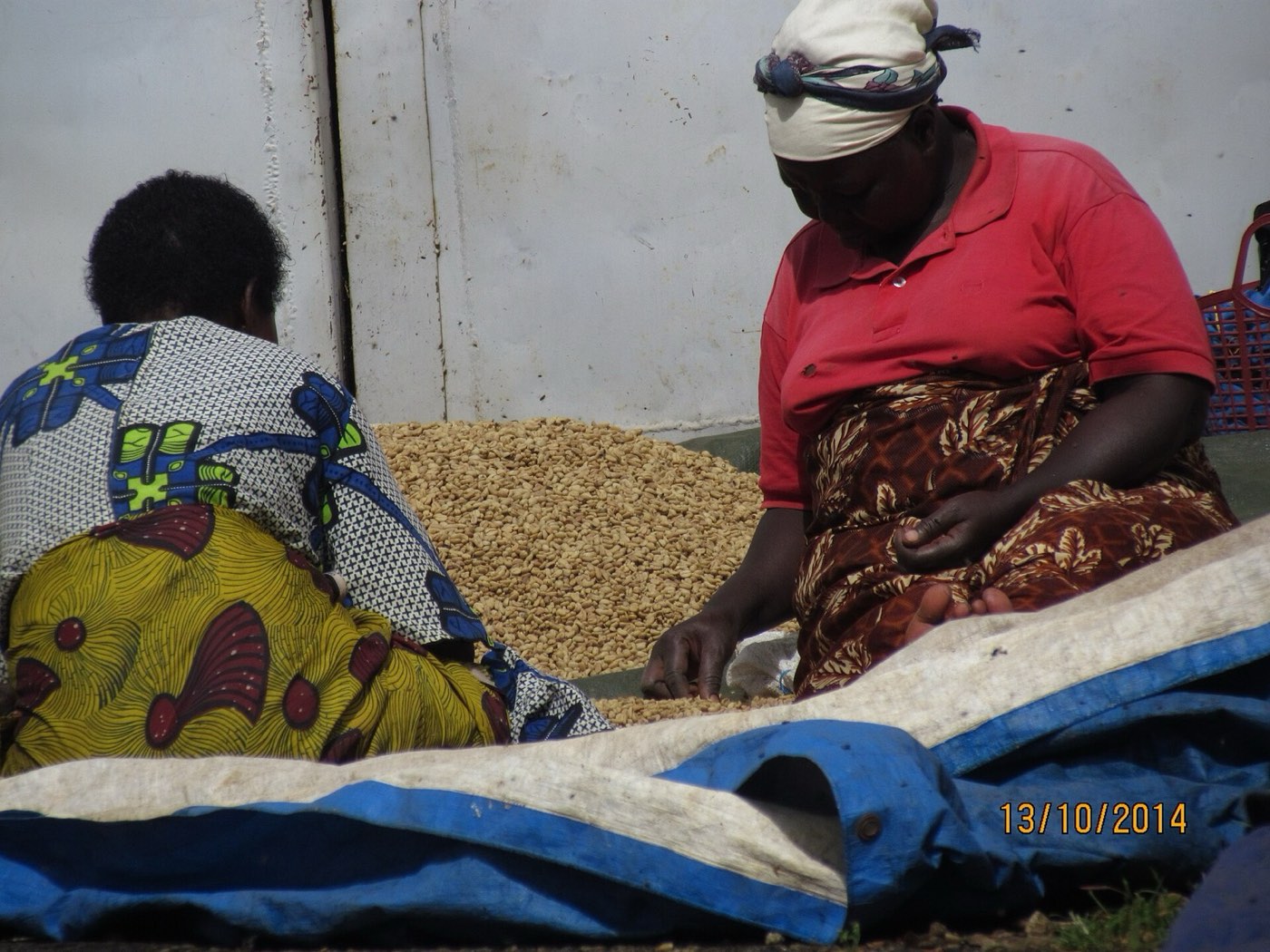Women sorting green coffee beans